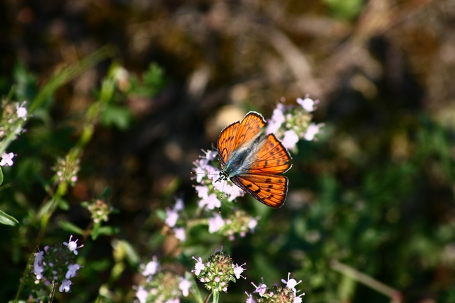 Lycaena alciphron